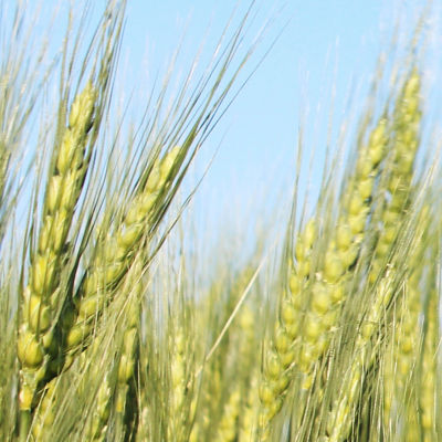 Image of wheat field