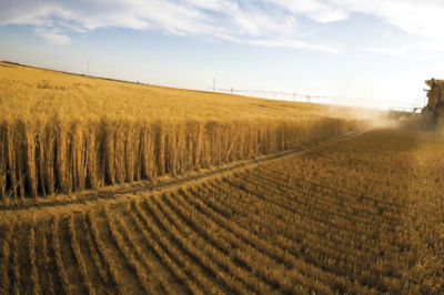 Image of wheat being harvested.