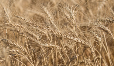 Best in Class Sclerotinia and White Mould Protection