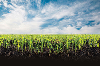 Young wheat with soil and clouds