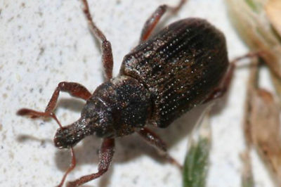 Image of an Annual Bluegrass weevil