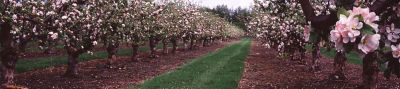 apple orchard in flower