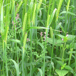 Barley  Weeds