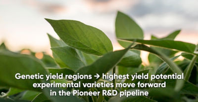 High Yield Potential Soybeans Pioneer Canada