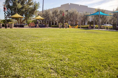 Image of commercial use outdoor lawn space
