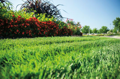 Image of commercial landscaped lawn with ornamentals