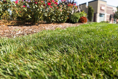 Image of lawn and ornamentals in a commercial space