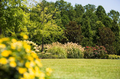 Image of lawn with ornamental border