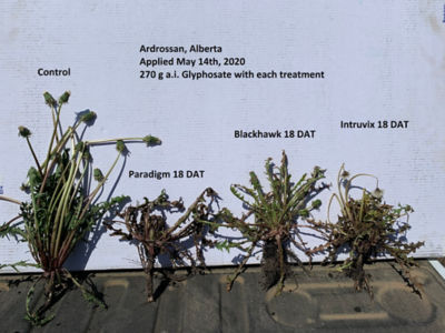 control, Paradigm, Blackhawk, Intruvix