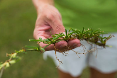 Crabgrass being held in a hand