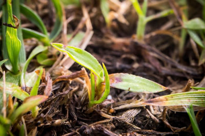 Image of Crabgrass in ground
