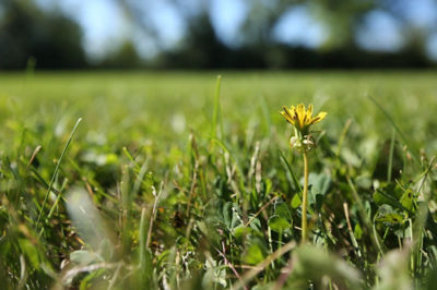 image of dandelion in grass