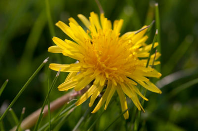image of dandelion in grass