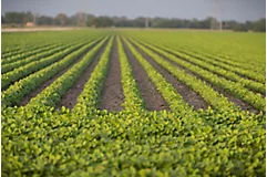 Photo - emerging soybean crop - field shot
