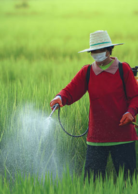 Farmers spray insecticides on rice