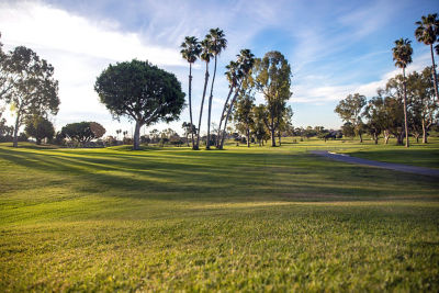 Image of golf course greens with palm trees