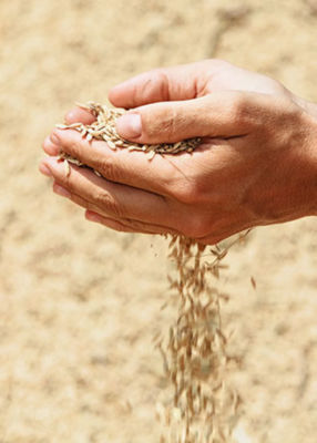 Handful of rough unmilled rice grains