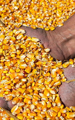 holding corn grains