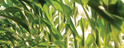 Зеленые стебли кукурузы.