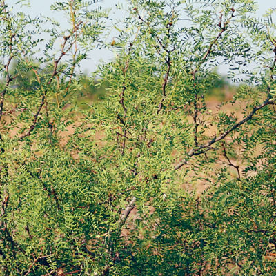 Image of Mesquite bush