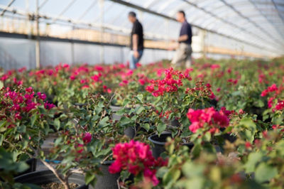 Image of flowers in a greenhouse