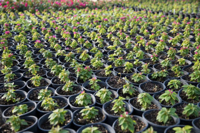 Image of plants in pot in nursery