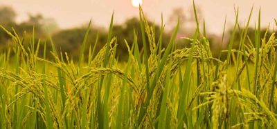 paddy field