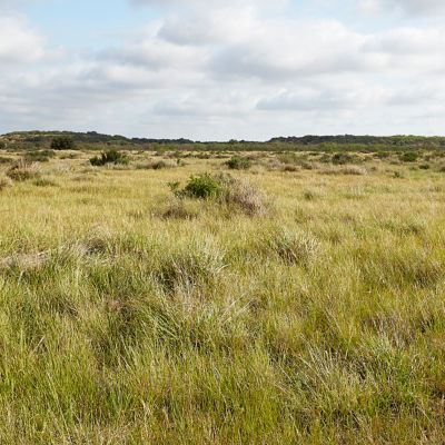 Image of open pasture
