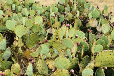 Image of prickly pear