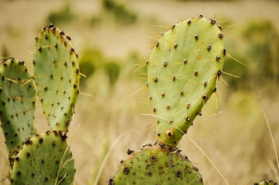 Image of pricly pear