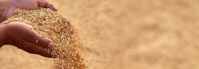 rice grains