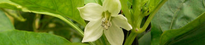 sweet pepper flower  