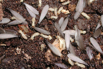 subterranean termite colony