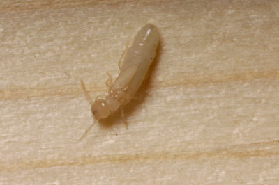 single subterranean termite