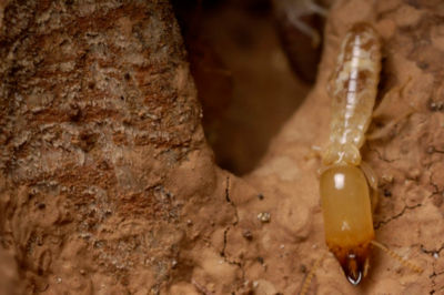 Subterranean termite in wood