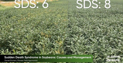 Soybean Varieties Pioneer Seeds