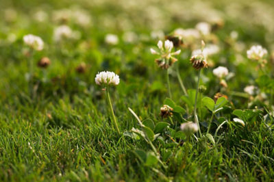 Image of white clover in grass
