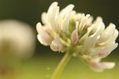 Image of white clover