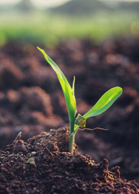 Young corn bud on field