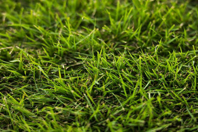 Image of Zoysiagrass