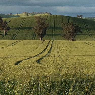 Rexade Arylex active herbicide