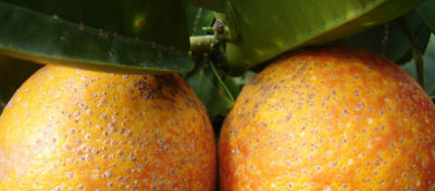 Cocciniglia rossa forte (Aonidiella aurantii)