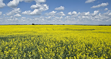Canola Field 