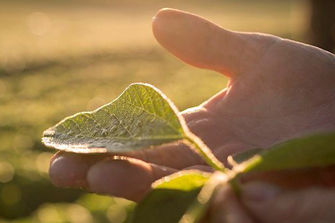 Hand holding soybean leaf