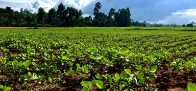 AMPATH and Corteva team Training Farmers to Adopt Soybean in Western Kenya