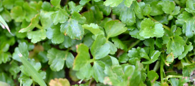 Picture of buttercup plant