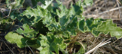 Picture of Canada Thistle