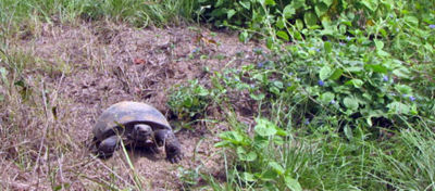 Tortoise crawling through field