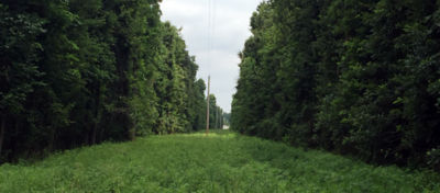 Grass path with trees on both sides