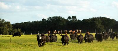 Livestock grazing near utility right-of-way